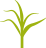 Кукуруза фаза 3-5 листьев